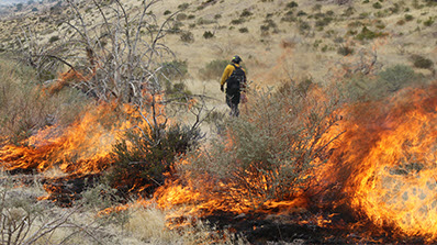 wildland fire and firefighter at NNSS