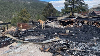 Dexter, a dog, searching the rubble of the Mt. Charleston Lodge after a fire