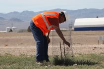 In this April 2018 photo, Johnny Hill Jr. of the Colorado River Indian Tribes inspects a new sprout in the NNSS RWMC acreage. Hill is a member of the Tribal Revegetation Committee.