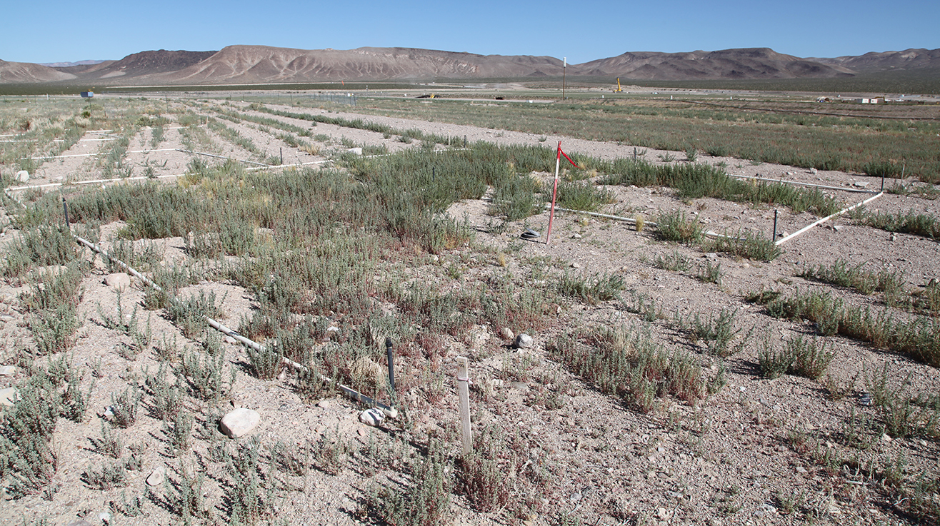 A view of the revegetation portions of the NNSS RWMC acreage.