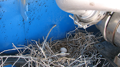 roadrunner nest