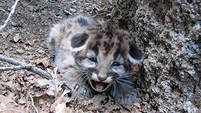 mountian lion cub