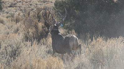 mule deer tag