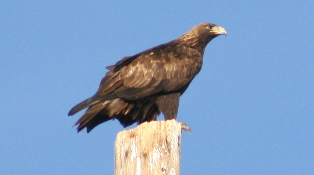 Golden eagle