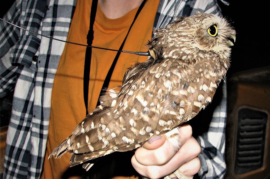 Each owl in the study was equipped with a satellite-trackable transmitter, powered by a tiny solar panel.