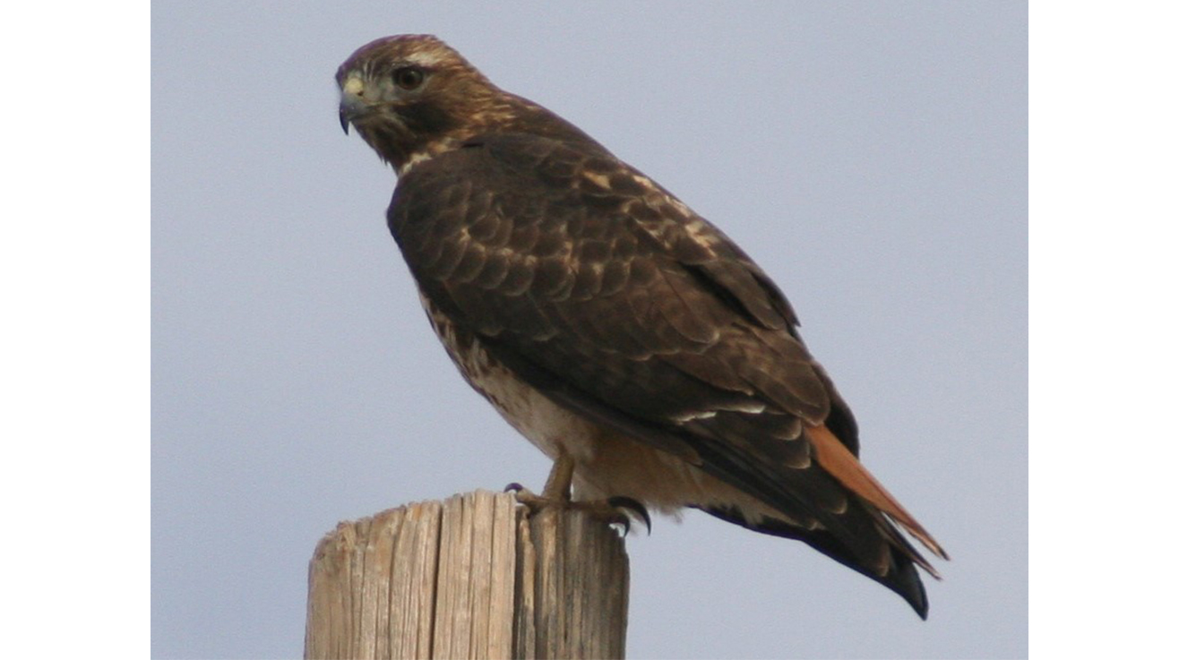 Red-tailed hawk