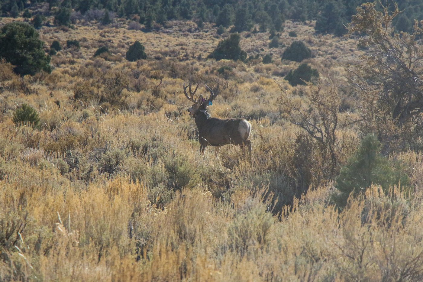 antelope standing in field at the NNSS