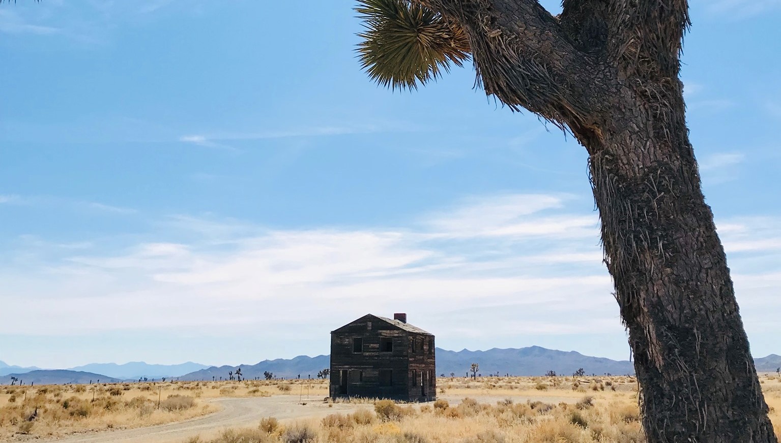 The Apple II house structure pictured with a Joshua Tree in the foreground.