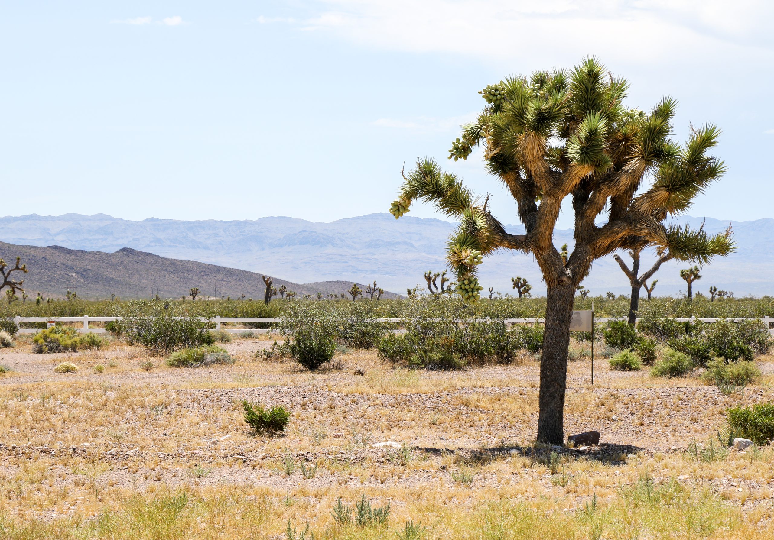 Joshua tree in right front with desert and mountains in the background