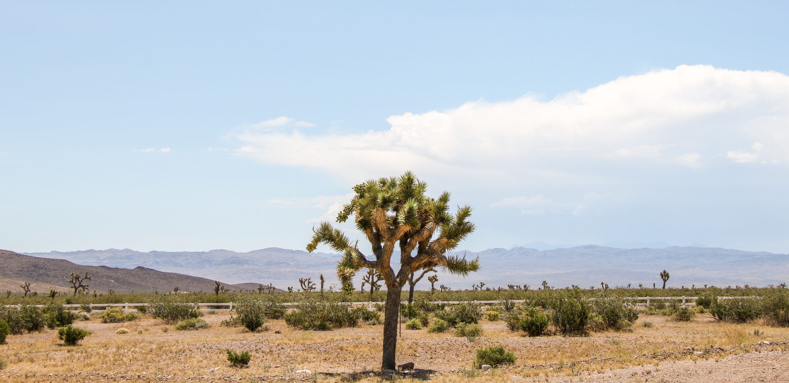 Joshua Tree