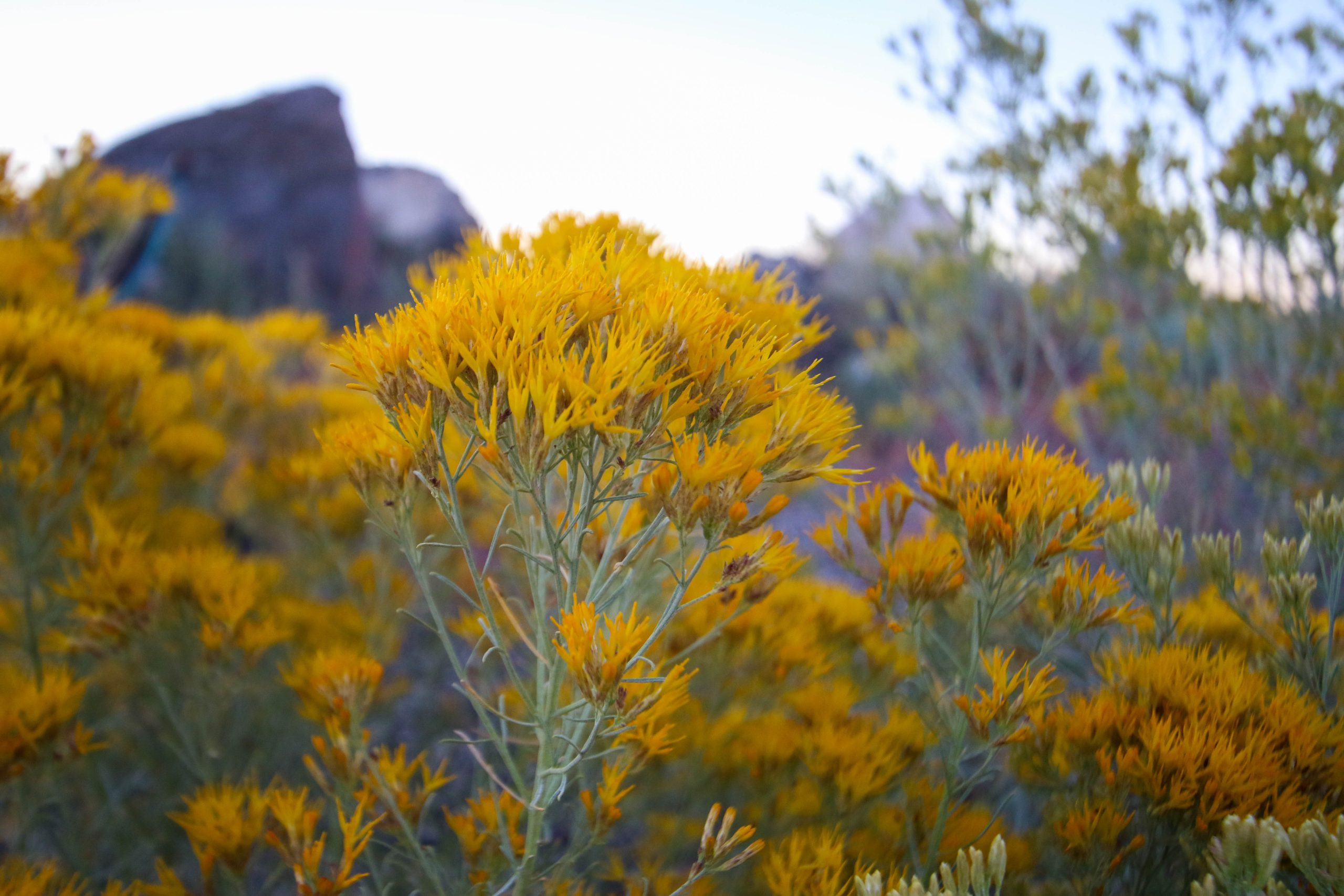 Rubber Rabbitbrush at the Site