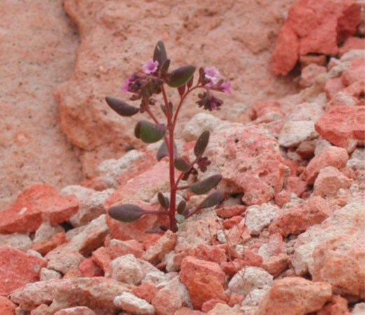 Beatley scorpionflower