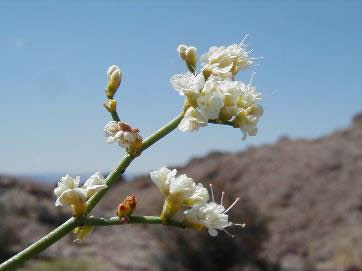 Clokey buckwheat