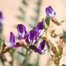 Clokey eggvetch