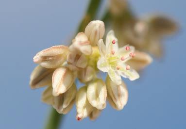 Darin buckwheat