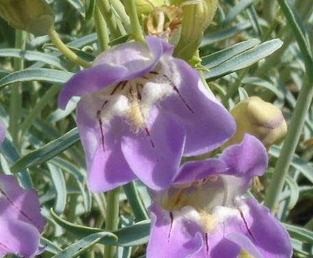 Death Valley beardtongue