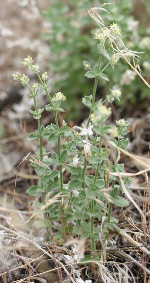 Kingston Mountains bedstraw