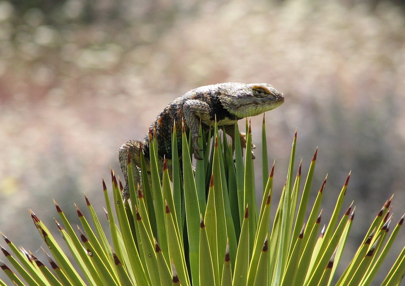 closeup photo of a lizard perched on a yucca plant
