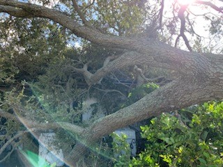 A fallen tree blocking a home.