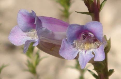 Pahute Mesa beardtongue