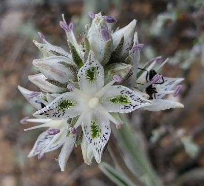 Pahute green gentian