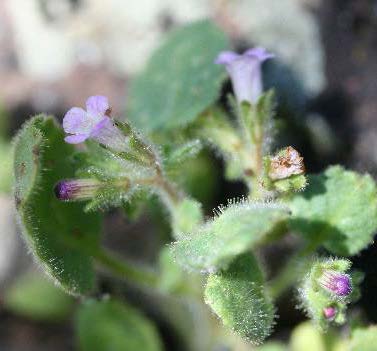 Weasel phacelia