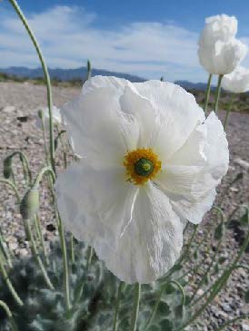 White bearpoppy